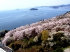 ★春爛漫★いよいよ桜の季節到来！お花見ランチバイキング予約開始